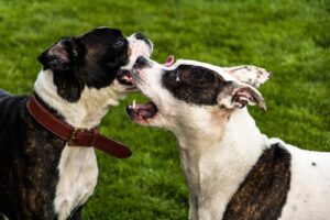 american Staffordshire Terrier