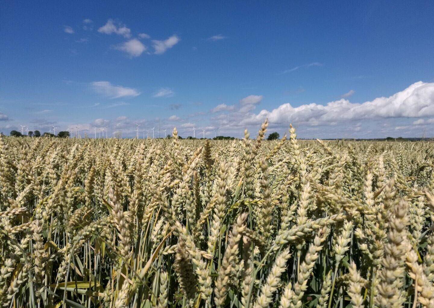 Landwirtschaft