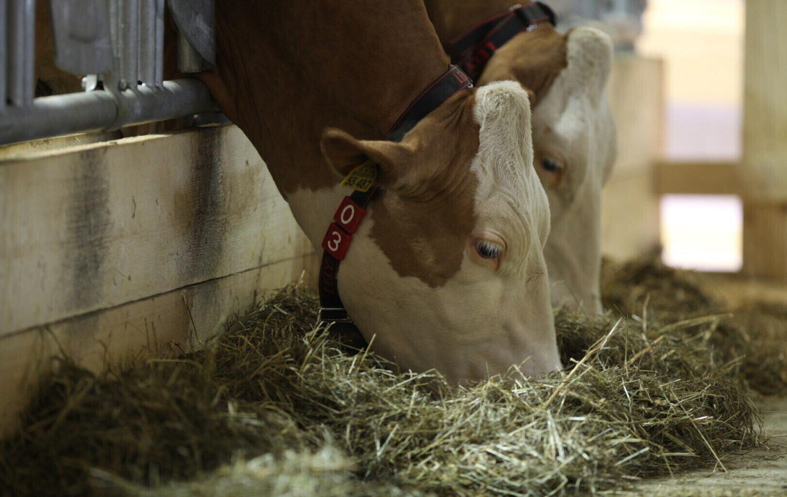 Landwirtschaft