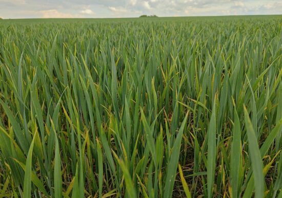 Mehr Wintergetreide ausgesät