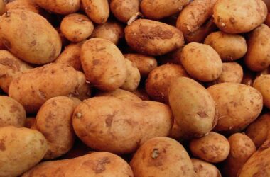 Bauernpräsident fürchtet erhebliche Ernteausfälle bei Kartoffeln