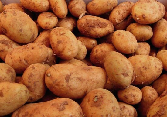 Bauernpräsident fürchtet erhebliche Ernteausfälle bei Kartoffeln