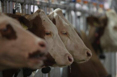 Maul- und Klauenseuche: Tierschutzbund fordert schnelle Reaktion