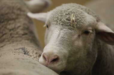 Sachsen-Anhalt fördert Impfung gegen Blauzungenkrankheit
