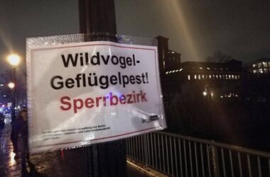 Geflügelpest im Landkreis Wittenberg bestätigt