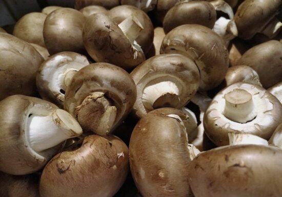 Speisepilzernte geht zurück - Champignons weiter Spitzenreiter