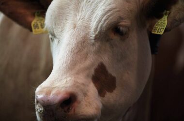 Malaysia hebt Einfuhrsperre für deutsche Milchprodukte auf