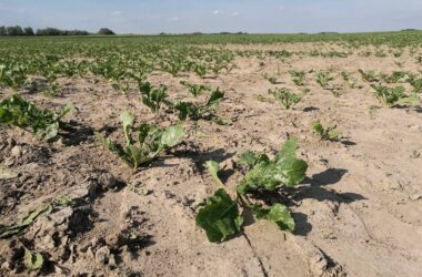 Immer weniger Saisonarbeiter in der Landwirtschaft
