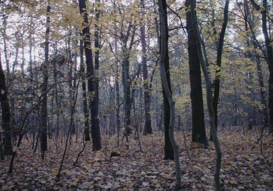 Waldbesitzer und Jäger begrüßen Aufnahme des Wolfs ins Jagdrecht