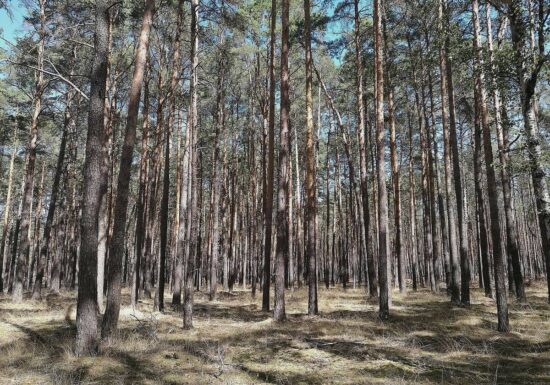 Waldbesitzer warnen vor akut hoher Waldbrandgefahr