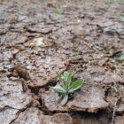 Frühjahr 2025 in Top 3 der trockensten seit Messbeginn
