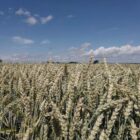 Klimawandel erhöht Risiko für Hitze und Trockenheit in Kornkammern
