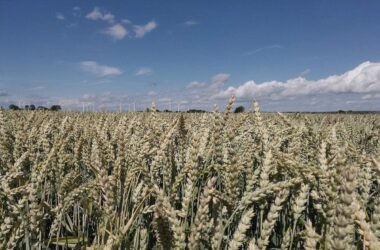 Klimawandel erhöht Risiko für Hitze und Trockenheit in Kornkammern