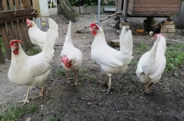 Erzeugerpreise landwirtschaftlicher Produkte im März leicht höher