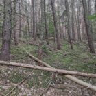 Feuerwehrverband warnt vor steigender Waldbrandgefahr