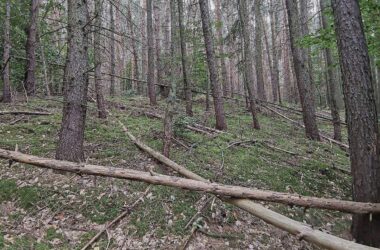 Feuerwehrverband warnt vor steigender Waldbrandgefahr
