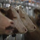 Großrazzia wegen Tierquälerei in sieben Bundesländern