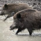 Verdacht auf Afrikanische Schweinepest in NRW