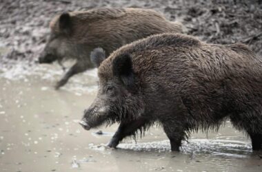 Verdacht auf Afrikanische Schweinepest in NRW