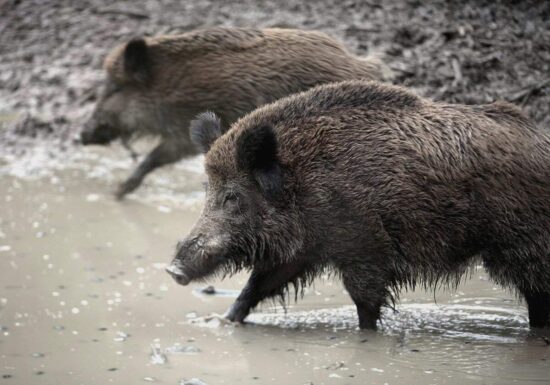 Verdacht auf Afrikanische Schweinepest in NRW
