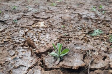 Studie: Extremwetterereignisse bedrohen Amphibien