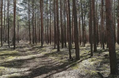 Zustand der Wälder weiter besorgniserregend