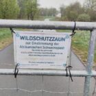 Afrikanische Schweinepest erreicht erstmals Nordrhein-Westfalen