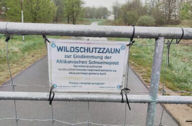 Afrikanische Schweinepest erreicht erstmals Nordrhein-Westfalen