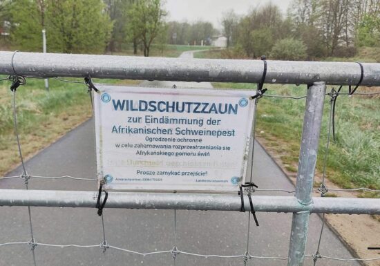 Afrikanische Schweinepest erreicht erstmals Nordrhein-Westfalen