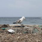 Studie: Mikroplastik gefährdet Korallen im Mittelmeer