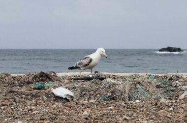 Studie: Mikroplastik gefährdet Korallen im Mittelmeer