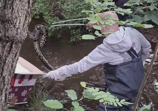 Schleswig-Holstein: Drei Meter lange Anakonda in Bachlauf gefunden