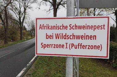Weitere Schweinepest-Verdachtsfälle in NRW