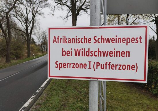 Weitere Schweinepest-Verdachtsfälle in NRW