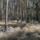 Studie: Dürrejahre verwandeln Kiefernwald in CO2-Quelle