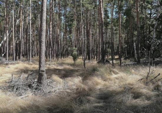 Studie: Dürrejahre verwandeln Kiefernwald in CO2-Quelle
