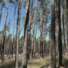 NRW will 5.000 Hektar Wildnisgebiete ausweisen