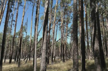 NRW will 5.000 Hektar Wildnisgebiete ausweisen