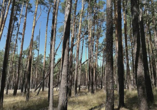 NRW will 5.000 Hektar Wildnisgebiete ausweisen