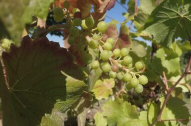 Winzer befürchten erheblichen Rückgang des Steillagenweinbaus