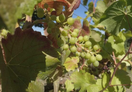 Winzer befürchten erheblichen Rückgang des Steillagenweinbaus
