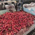 Bauernverband warnt vor Pleiten im Obst- und Gemüsebau