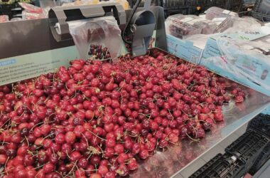 Bauernverband warnt vor Pleiten im Obst- und Gemüsebau