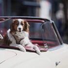 Tierschutzbeauftragte will private Hundezucht regulieren