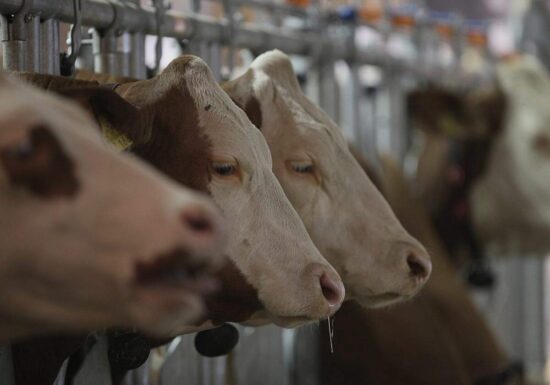 Landwirtschaftliche Erzeugerpreise im Mai gestiegen