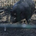 Zahl der schweinehaltenden Betriebe geht weiter zurück