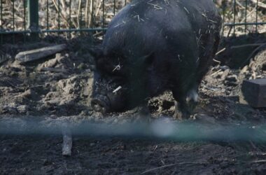 Zahl der schweinehaltenden Betriebe geht weiter zurück