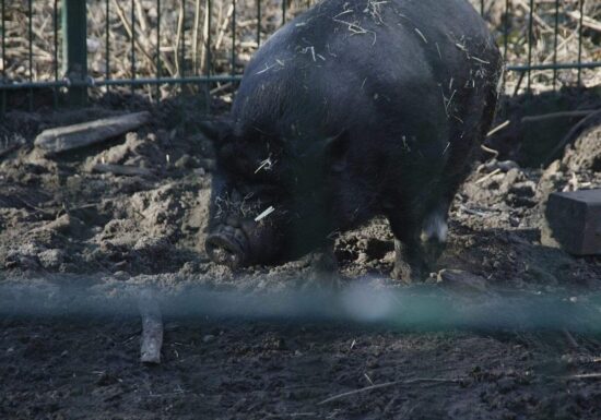 Zahl der schweinehaltenden Betriebe geht weiter zurück