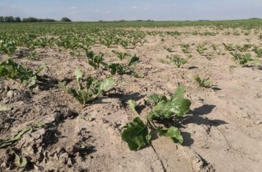 Kommunen fordern Unterstützung bei Klimafolgenanpassung