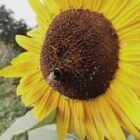 Wetterdienst bilanziert Sommer mit Hitzewellen und nassem Juli